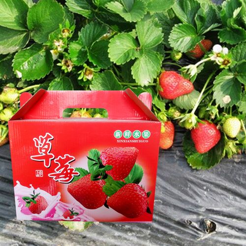 草莓纸盒包装选购指南 礼品水果包装盒厂家直销的优势与选型要点